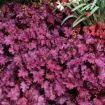 Picture of Heuchera ‘Sugar Berry' LITTLE CUTIES™ Coral Bells - One Quart Pot