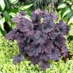 Picture of Heuchera ‘Sugar Berry' LITTLE CUTIES™ Coral Bells - One Quart Pot