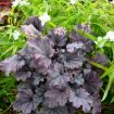 Picture of Heuchera ‘Sugar Berry' LITTLE CUTIES™ Coral Bells - One Quart Pot