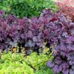 Picture of Heuchera ‘Sugar Berry' LITTLE CUTIES™ Coral Bells - One Quart Pot