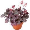 Picture of Heuchera ‘Sugar Berry' LITTLE CUTIES™ Coral Bells - One Quart Pot