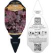 Picture of Heuchera ‘Sugar Berry' LITTLE CUTIES™ Coral Bells - One Quart Pot