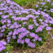 Picture of Stokesia 'Riptide' TOTALLY STOKED™ Series - One Quart Pot