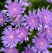 Picture of Stokesia 'Riptide' TOTALLY STOKED™ Series - One Quart Pot