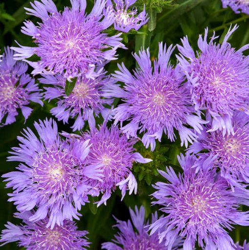 Picture of Stokesia 'Riptide' TOTALLY STOKED™ Series - One Quart Pot
