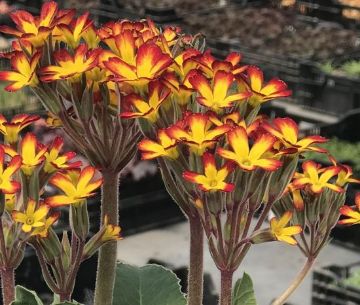 Primula - Primrose. New Garden Plants