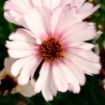 Picture of Coreopsis NOVA® ‘Opal’ Tickseed - One Quart Pot