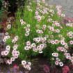Picture of Coreopsis NOVA® ‘Opal’ Tickseed - One Quart Pot