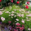Picture of Coreopsis NOVA® ‘Opal’ Tickseed - One Quart Pot