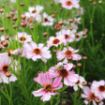 Picture of Coreopsis NOVA® ‘Opal’ Tickseed - One Quart Pot