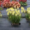 Picture of Kniphofia 'POCO™ Citron' Red Hot Poker - One Quart Pot