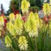 Picture of Kniphofia 'POCO™ Citron' Red Hot Poker - One Quart Pot