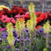 Picture of Kniphofia 'POCO™ Citron' Red Hot Poker - One Quart Pot
