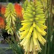 Picture of Kniphofia 'POCO™ Citron' Red Hot Poker - One Quart Pot