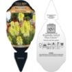 Picture of Kniphofia 'POCO™ Citron' Red Hot Poker - One Quart Pot