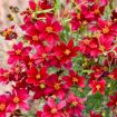 Picture of Coreopsis v. 'Scarlet Ribbons' DESIGNER THREADS™ Collection Tickseed - One Quart Pot