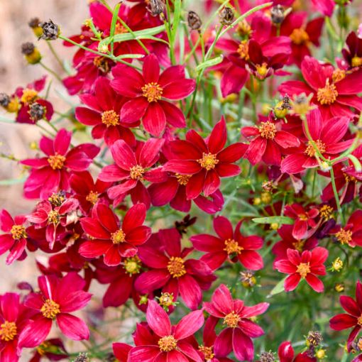 Picture of Coreopsis v. 'Scarlet Ribbons' DESIGNER THREADS™ Collection Tickseed - One Quart Pot