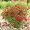 Picture of Coreopsis v. 'Scarlet Ribbons' DESIGNER THREADS™ Collection Tickseed - One Quart Pot