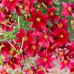 Picture of Coreopsis v. 'Scarlet Ribbons' DESIGNER THREADS™ Collection Tickseed - One Quart Pot