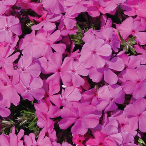 Phlox s. 'Drummond's Pink' Creeping Phlox - One Quart Pot. New Garden ...