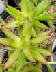 Picture of Sedum 'Firestorm' - One Quart Pot