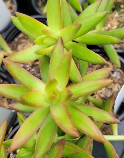 Picture of Sedum 'Firestorm' - One Quart Pot