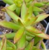 Picture of Sedum 'Firestorm' - One Quart Pot
