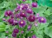 Picture of Aquilegia 'Clementine Dark Purple' Columbine - One Quart Pot