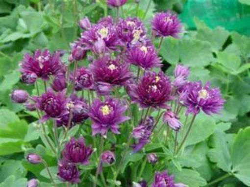 Picture of Aquilegia 'Clementine Dark Purple' Columbine - One Quart Pot