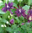 Picture of Aquilegia 'Clementine Dark Purple' Columbine - One Quart Pot