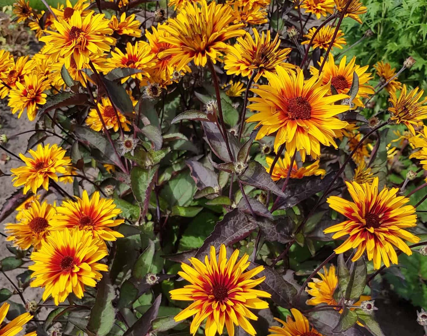 Heliopsis 'Yellow Spider' False Sunflower - One Quart Pot. New Garden ...