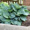 Picture of Hosta 'Hadspen Blue' - One Quart Pot Hostas