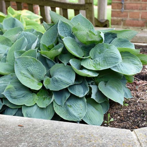 Picture of Hosta 'Hadspen Blue' - One Quart Pot Hostas