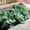 Picture of Hosta 'Hadspen Blue' - One Quart Pot Hostas