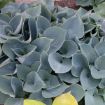 Picture of Hosta 'Hadspen Blue' - One Quart Pot Hostas