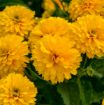 Picture of Heliopsis 'Rays for Days' False Sunflower - One Quart Pot