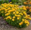 Picture of Heliopsis 'Rays for Days' False Sunflower - One Quart Pot