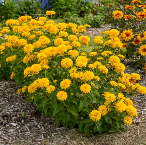 Picture of Heliopsis 'Rays for Days' False Sunflower - One Quart Pot