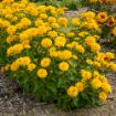 Picture of Heliopsis 'Rays for Days' False Sunflower - One Quart Pot