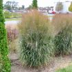 Picture of Panicum 'October Sky' PPAF Switch Grass - One Quart Pot
