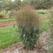 Picture of Panicum 'October Sky' PPAF Switch Grass - One Quart Pot