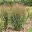 Picture of Panicum 'October Sky' PPAF Switch Grass - One Quart Pot