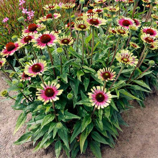 Picture of Echinacea PRIMA™ ‘Aura’ Coneflower - One Quart Pot