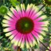Picture of Echinacea PRIMA™ ‘Aura’ Coneflower - One Quart Pot