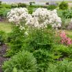 Picture of Thalictrum 'Cotton Ball' PPAF - One Quart Pot
