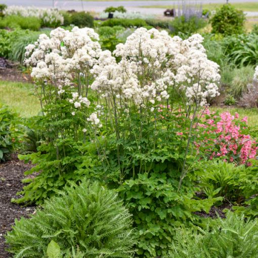 Picture of Thalictrum 'Cotton Ball' PPAF - One Quart Pot