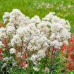 Picture of Thalictrum 'Cotton Ball' PPAF - One Quart Pot