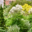 Picture of Thalictrum 'Cotton Ball' PPAF - One Quart Pot