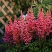 Picture of Astilbe 'Rise And Shine' False Spirea - One Quart Pot