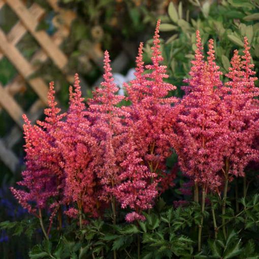 Picture of Astilbe 'Rise And Shine' False Spirea - One Quart Pot